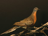 A Stuffed and Mounted Passenger Pigeon on Display at a Museum Photographie par Joel Sartore
