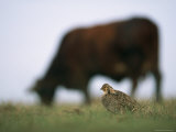 An Attwaters Prairie Chicken (Tympanuchus Cupido Attwateri) is Roosting Near a Grazing Cow Photographic Print