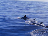 Rare Rissos Dolphins Swimming at the Waters Surface Photographic Print by Jason Edwards