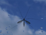 Female Crane Fly (Tipula Sp.) Photographic Print