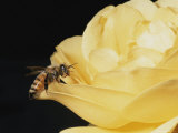 Honey Bee (Apis Mellifera) on Rose Blossom Photographie