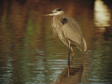 A Great Blue Heron Standing in Shallow Water Photographic Print