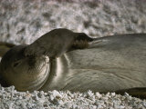 A Monk Seal Scratches its Face with its Flipper Photographic Print