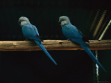 Spixs Macaws Perch on a Branch at Sao Paulo Zoo Photographic Print