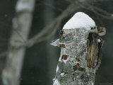 A Nuthatch on a Snow-Covered Tree Trunk Photographic Print by Tim Laman