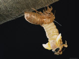 A Brood X, 17-Year Cicada Emerges from its Nymphal Exoskeleton Photographic Print