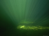 A Dead Sockeye Salmon Illuminated by Rays of Sunlight in the Water Photographic Print