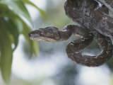 A Captive Taipan, One of the Worlds Ten Most Poisonous Snakes Photographic Print by Nicole Duplaix