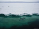 Two Seals Surface for Air Near a Large Ice Field Photographic Print