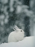 Snow Falls on a Snowshoe Hare in its Winter Coat Photographie