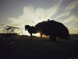 Silhouette of Horse-Drawn Hay Wagon at Sunset Photographic Print by Sam Abell