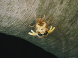 A Brood X, 17-Year Cicada Emerges from its Nymphal Exoskeleton Photographic Print