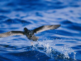 Wedge-Tailed Shearwater Running on Water for Flight Take Off Photographic Print