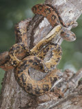 A Captive Taipan, One of the Worlds Ten Most Poisonous Snakes Photographic Print by Nicole Duplaix