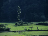 Farmers Between Rice Paddies, Yangdi Valley, Guilin, Guangxi, China Photographic Print