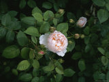 A Close View of a Blooming Rose Bush in Vicenza, Italy Photographic Print by Taylor S. Kennedy
