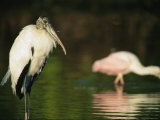 A Wood Stork Standing in Water Near an Immature Roseate Spoonbill Photographic Print