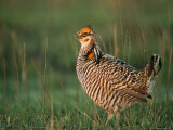 An Attwaters Prairie Chicken (Tympanuchus Cupido Attwateri) Photographic Print