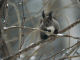 A Snow-Dusted Hokkaido Squirrel Perched on a Tree Branch Photographic Print