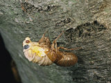 A Brood X, 17-Year Cicada Emerges from its Nymphal Exoskeleton Photographic Print
