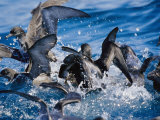 Wedge-Tailed and Short-Tailed Shearwaters Fight for a Bait Ball Photographic Print