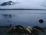Elephant Seals Huddle on the Beach of Stromness Bay Photographie par Maria Stenzel