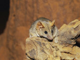 A Fat-Tailed Pseudo-Antechinus Foraging on a Log Photographic Print