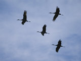 Sandhill Cranes Fly in V Formation Photographic Print