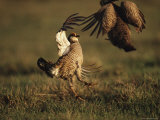 Two Male Attwaters Prairie Chickens Fight for the Right to Mate Photographic Print