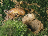 A Brood X, 17-Year Cicada Nymph Emerging from its Hole Photographic Print