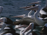 A Group of Australian Pelicans Sitting in Water and Flapping Their Wings Photographic Print