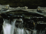Close View of Two Captive Gavials Photographic Print by Michael Nichols