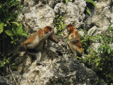 A female proboscis monkey, Nasalis larvatus, gets help with infant care from another female Stampa fotografica di Tim Laman A female proboscis monkey, Nasalis larvatus, gets help with infant care from another female Stampa fotografica di Tim Laman