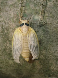 A Brood X, 17-year cicada newly emerged from its nymphal exoskeleton Lámina fotográfica A Brood X, 17-year cicada newly emerged from its nymphal exoskeleton Lámina fotográfica