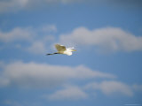 A Great Egret Flies Above the Bird Rookery on Wade Island Photographic Print