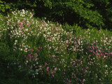Phlox Growing on the Shore of the Susquehanna River Photographic Print