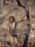 Rhesus monkey in tree, Qinhuangdao Zoo, Hebei Province, China Stampa fotografica di Raymond Gehman Rhesus monkey in tree, Qinhuangdao Zoo, Hebei Province, China Stampa fotografica di Raymond Gehman
