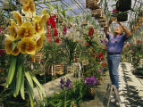 A Man Inspects Scores of Orchid Hybrids at His Florida Nursery Impressão fotográfica por Jonathan Blair