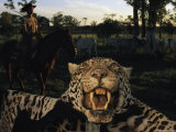 A Jaguar Pelt Taken by a Local Cattle Rancher Photographic Print