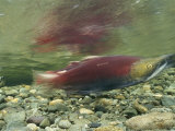 A Migrating Sockeye Salmon Swims in Clayoquot Sound Photographic Print
