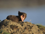 A Yawning Arctic Fox in its Summer Coat Photographic Print