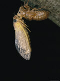 A Brood X, 17-Year Cicada Emerges from its Nymphal Exoskeleton Photographic Print
