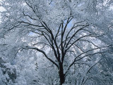 A Winter Wonderland of Snow-Covered Trees Photographie