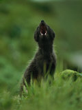Close View of a Vocalizing Arctic Fox Photographic Print