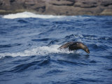 An Australian Fur Seal Leap Diving Through Waves Near the Coast Photographic Print