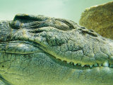 Close view of the head of an estuarine saltwater crocodile underwater. Lámina fotográfica