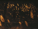 A Man Fishes Surrounded by Sunlight-Illuminated Tall Grasses Photographic Print by Joel Sartore