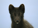 Portrait of an Arctic Fox in its Summer Coat Photographic Print