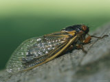 Close View of a Brood X, 17-Year Cicada Photographic Print by Darlyne A. Murawski