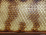 A Close View of the Scales of a Woma Python, Aspidites Ramsayi Photographic Print by Jason Edwards